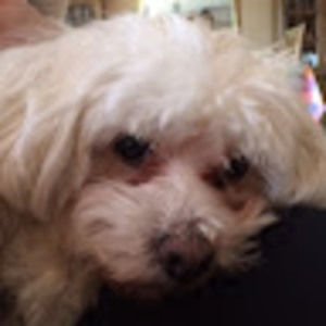 Meet your Posher, Dareya